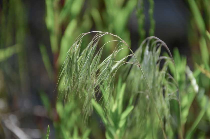 Bromus tectorum photo Luc Laurent web 2