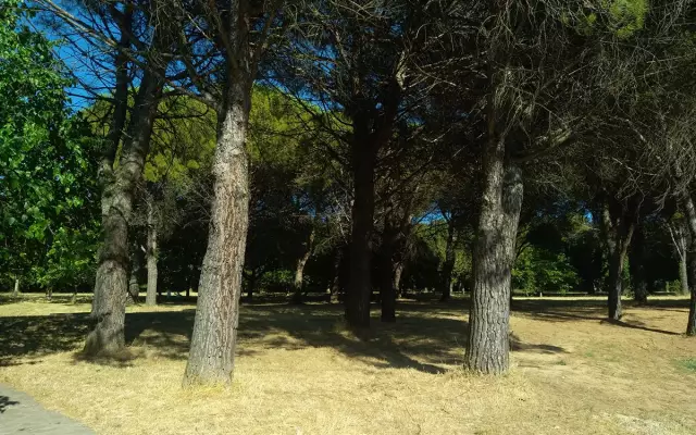 Expérience de rafraîchissement  grâce au fort effet thermique de la coalescence arborée à l’aire d’autoroute du Logis neuf (A7 en direction de Lyon) (photo Luc Laurent) 