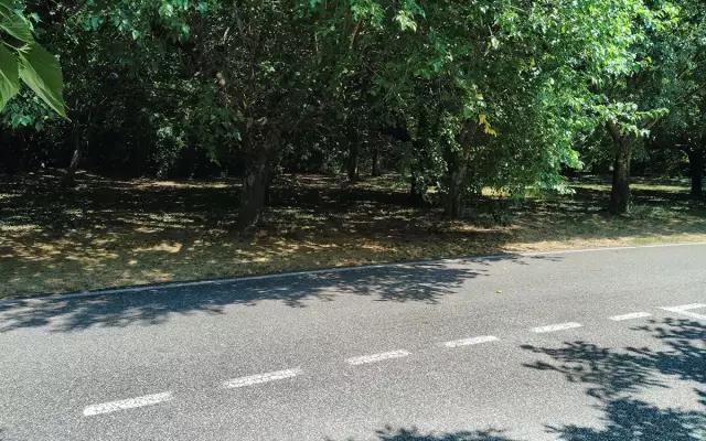  Expérience de rafraîchissement  grâce au fort effet thermique de la coalescence arborée à l’aire d’autoroute du Logis neuf (A7 en direction de Lyon) (photo Luc Laurent) 