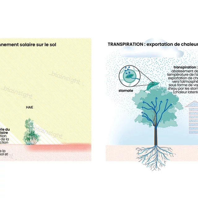 Effets thermiques des arbres isolés et des haies : ombrage et transpiration : abaissement de la température du sol et de l’air 