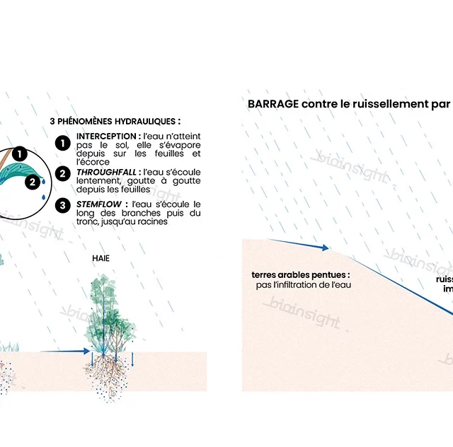 Effets hydrauliques des arbres isolés et des haies : interception et infiltration :  abaissement du ruissellement pluvial et des inondations pluviales 