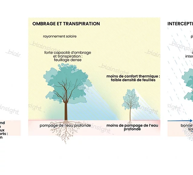 Effets de la maturité des arbres isolés existants : l’abattage d’un arbre mature ne peut pas être compensé par la plantation d’un jeune arbre