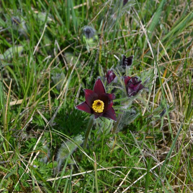 Pulsatilles rouges dans une prairie sèche à Bourchanin
