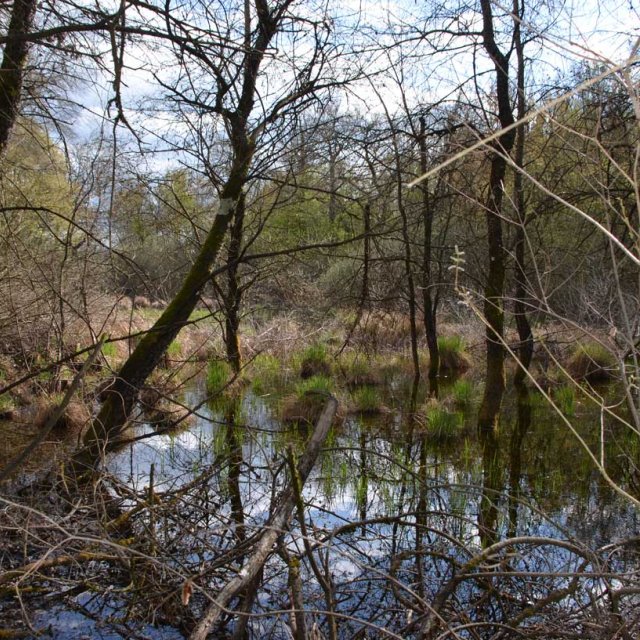 Tourbière à Petit Lac Dauphin 