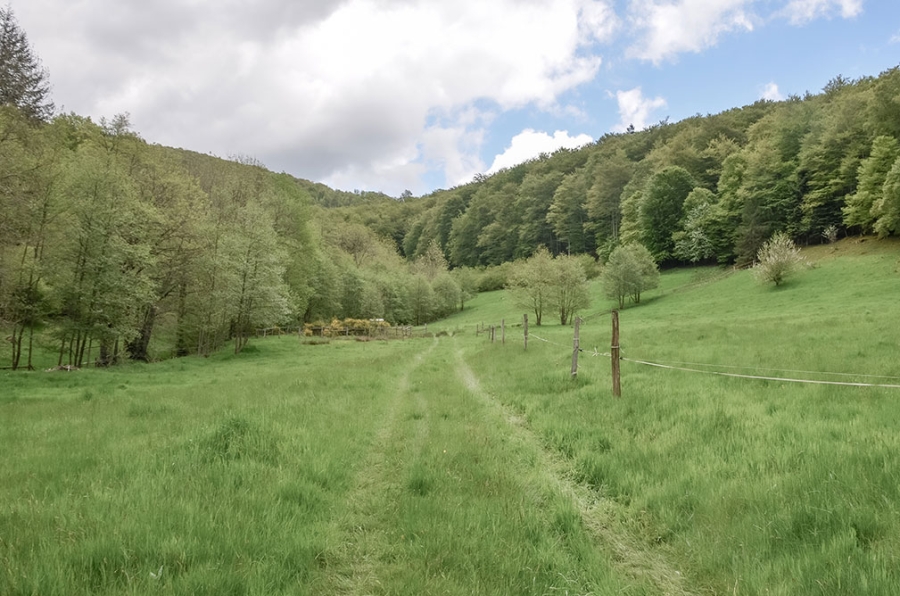 Réglementations des boisements des communes de La Chabanne, Saint-Nicolas-des-Biefs, Lavoine et Laprugne (Allier) : étude d’environnement et établissement de plans de zonage