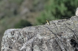 Évaluation des incidences Natura 2000 de travaux soumis à déclaration préalable dans le cadre d’un projet de bâtiment agricole photovoltaïque à Saint-Etienne-de-Serre (Ardèche)