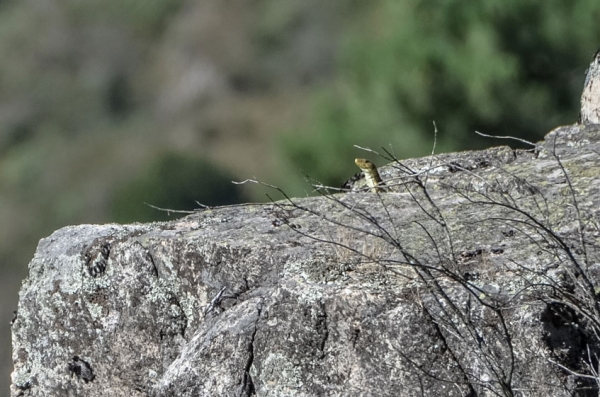 Évaluation des incidences Natura 2000 de travaux soumis à déclaration préalable dans le cadre d’un projet de bâtiment agricole photovoltaïque à Saint-Etienne-de-Serre (Ardèche)